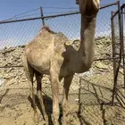 بكار
