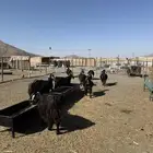 معزا عوارض مقاني نظيفة العدد 9 كلها دفي ع