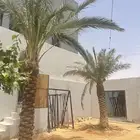 نخل للبيع