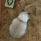 قطوة طالبة تزاوج للتبني