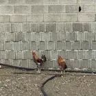 ديكه بلدي