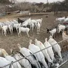 تيوس مذابح