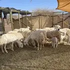 ضان ( تم البيع )