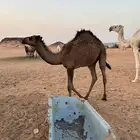 قعود للبيع
