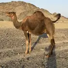 حمرا حرقانه لقحة 10 شهور