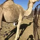 لقحه ساحليه طيبه الحد 6200 تم البيع