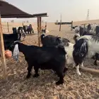 عارضيه دافع و واصل