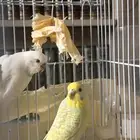 زوج بادجي (طيور حب) للبيع