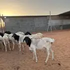 متوفر لدينا ذبايح برابر مرابي