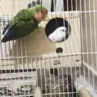 زوج روز منتجة معها فرخين