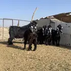 معزاء عوارض صنف