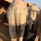 حشو مفاريد