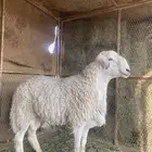 طلي فحل صنف