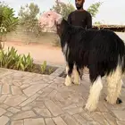 فحل نجدي ينسف شرط