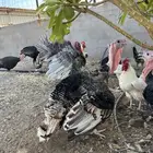 دجاج وديوك رومي