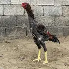 2 ديوك شامو الماني