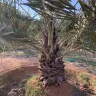 يوجد لدينا جميع انواع النخيل