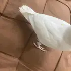 روز البينو هدد