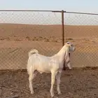 تيس مطور