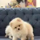 كلاب بومرينيان تيكب