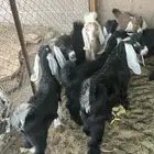 تيوس طيبه