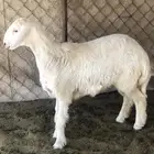 للبيع طلي عمرها من 4 شهور ل 5 شهور .