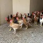 دجاج بلدي وديوك الوان فواتح