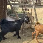 جفار وتيس مضبي