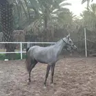 مهره