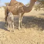 للبيع ناقه حمرا خلفه طيبه