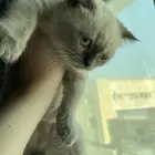 قط هيمالايا سكوتش