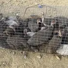 دجاج حبشي صخري ورملي اعمار شهرين