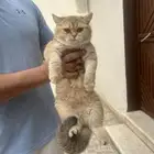 سكوتش استريت