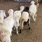 طليان شبيه الرفيدي