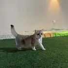 قطط