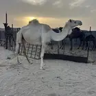 لقحه طيب