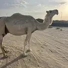 لقحه بتلد