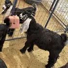 تيس عارضي صنف فحل طيب