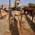 حصان شعبي جميل العمر درب كمل ثلاث سنوات سليم