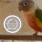 انثى كنيور منتجه