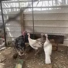 دجاج رومي ثلاث اناثي وديك