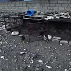 دجاج باكستاني العدد 8