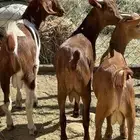 تيوس حص دهم فل شحم