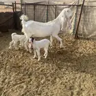 عنز مطوره بيضاء خصم حدرها جفرتين خصم