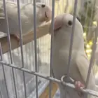للبيع جوز روز البينو عيون حمرا