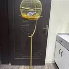 الطير للبيع روز