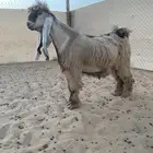 عرض بيع جذع عارضي اصفر فاخر