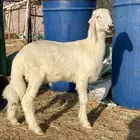 مشروع فحل فاخر