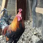 دجاج بلدي ترثه اصيل عربي فري