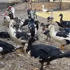 بط سوداني